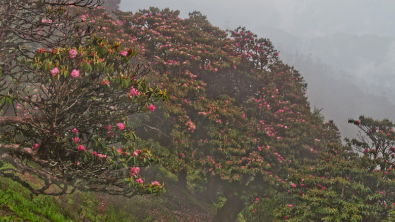 Barsey Rhododendron Sanctuary day hike